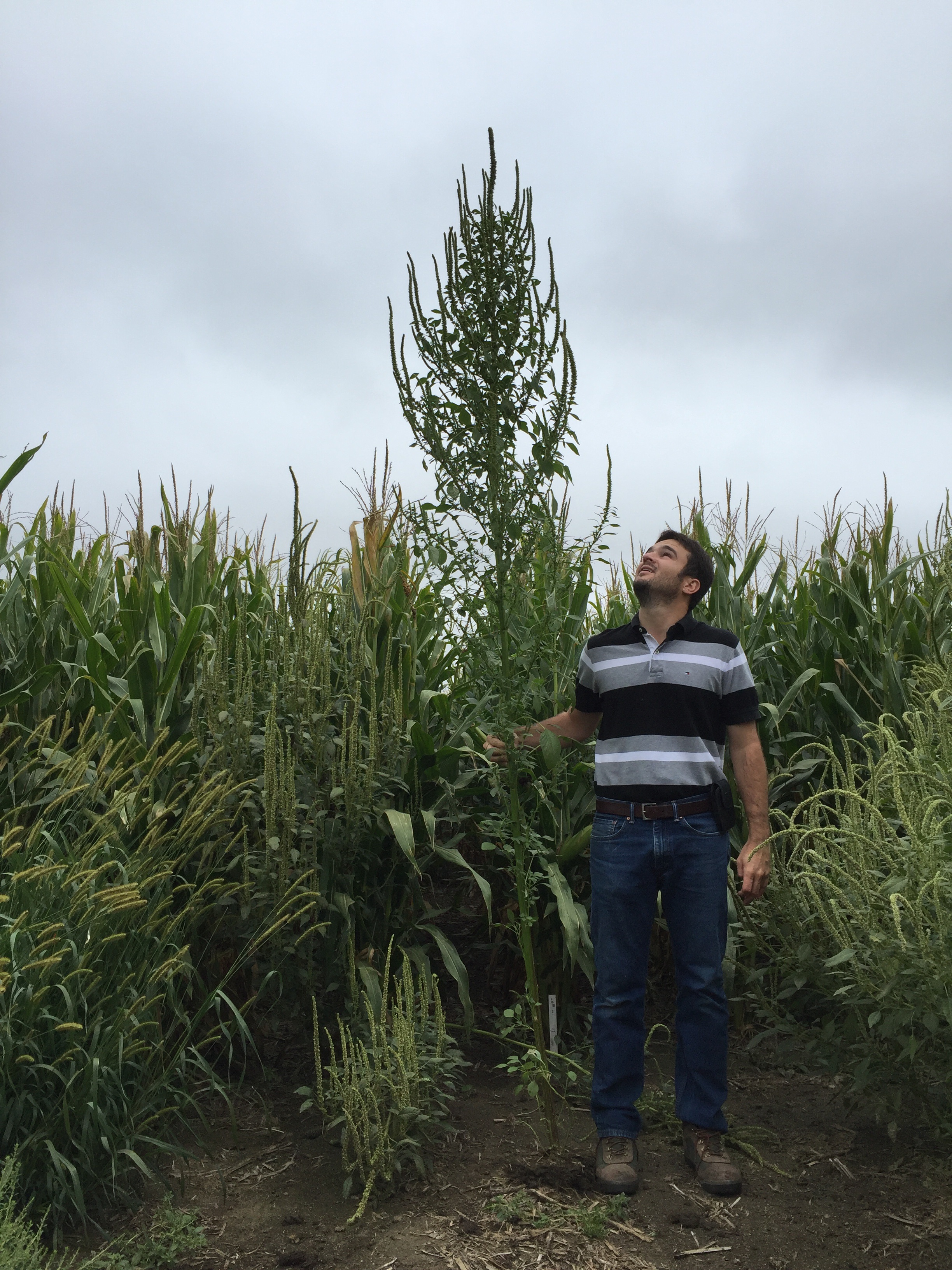 "Palmer amaranth corn"